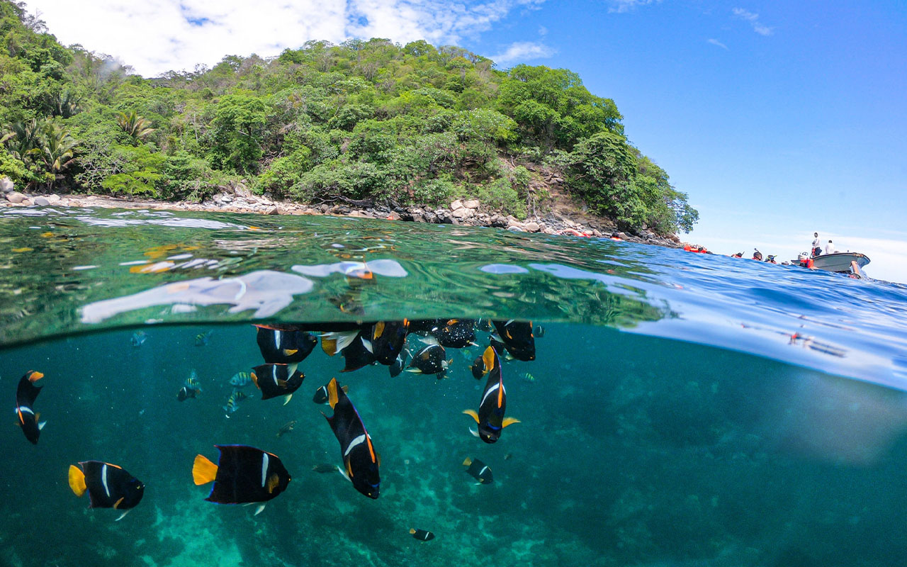 5 Actividades Increíbles que Debes Vivir en Vallarta