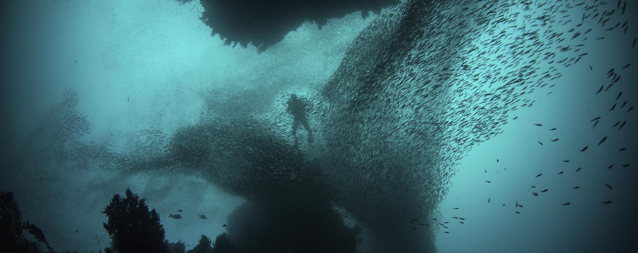 Bucear en Veracruz, una Experiencia Inolvidable
