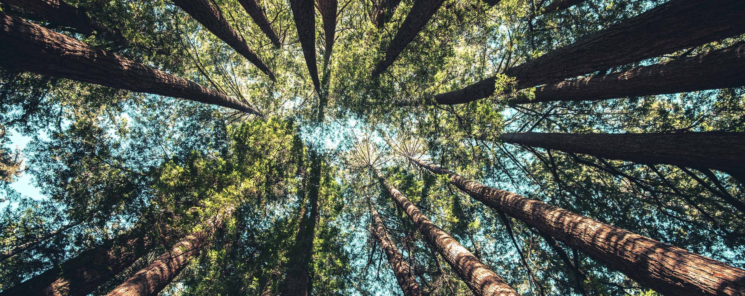 Cuidemos Juntos al Planeta