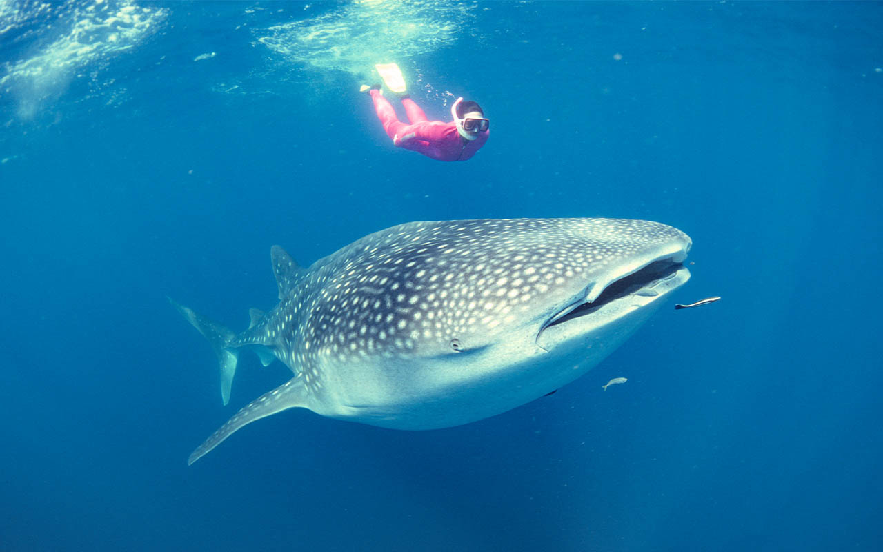 Tiburones Ballena en Cancún